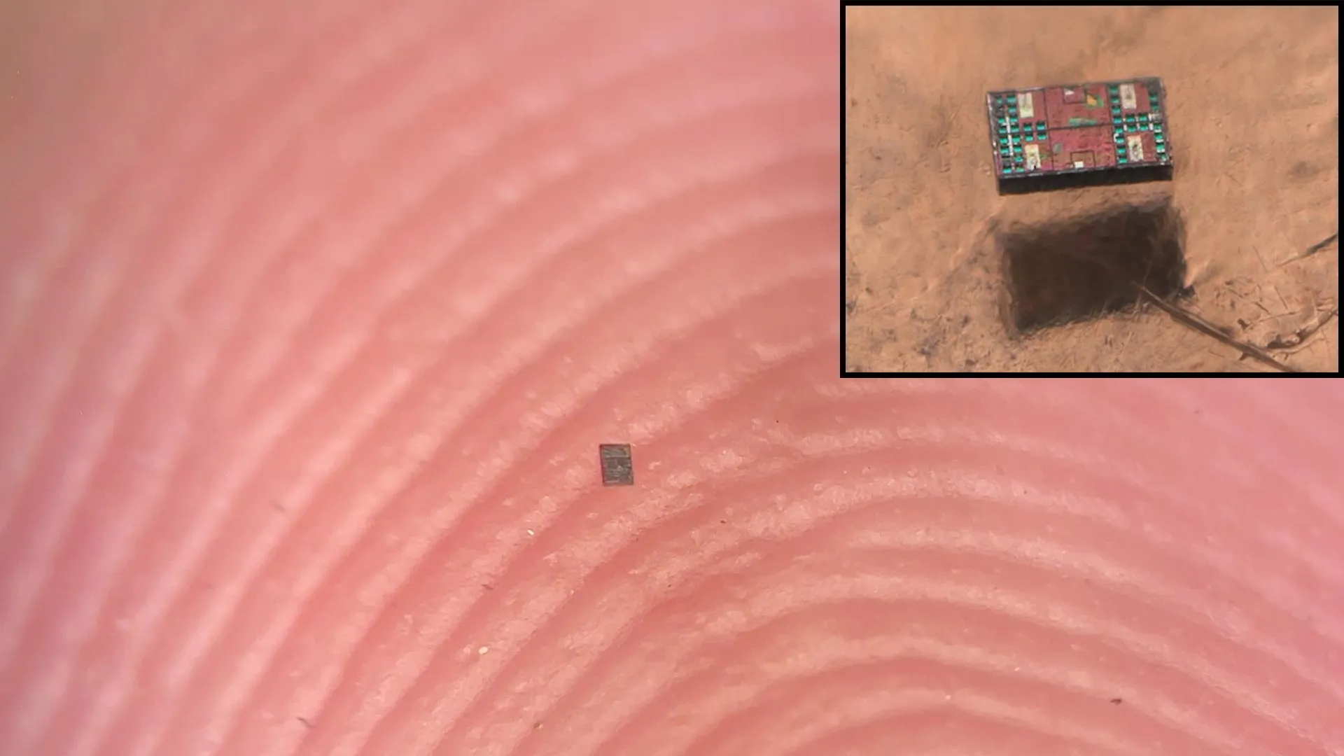 Microscopic Marvels: Scientists Unveil Programmable Robots Smaller Than a Grain of Salt That Can Think and Act Independently