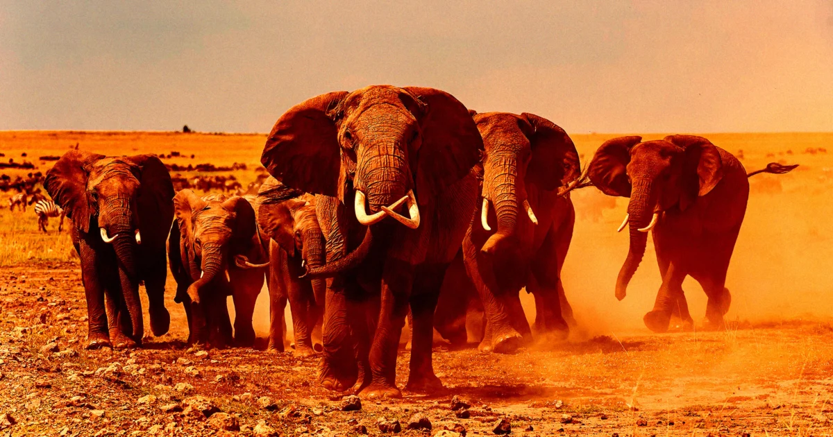 Millionaire Big Game Hunter Trampled to Death by Elephants