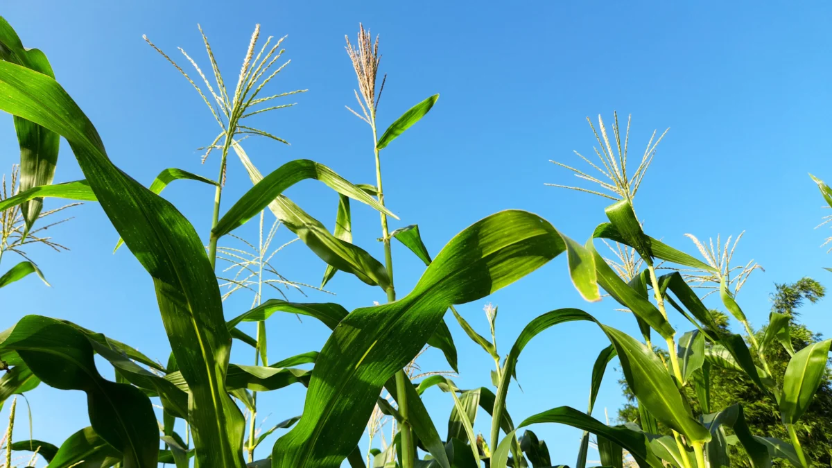 Agriculture relies on fossil fuels. It’s costing us.